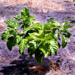 Noni tree