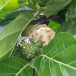 Young Flowering Noni And Mature Noni Fruit